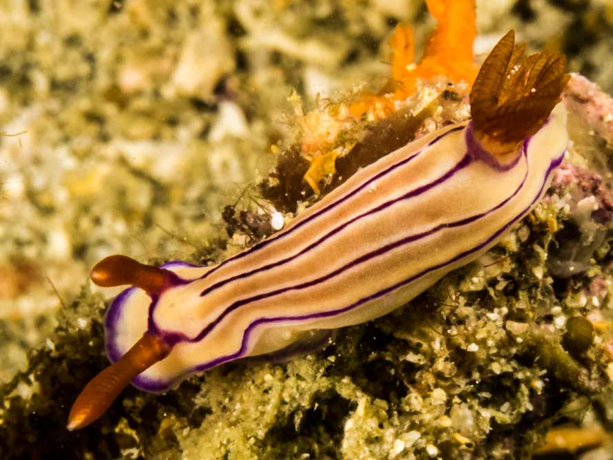 Hypselodoris emma